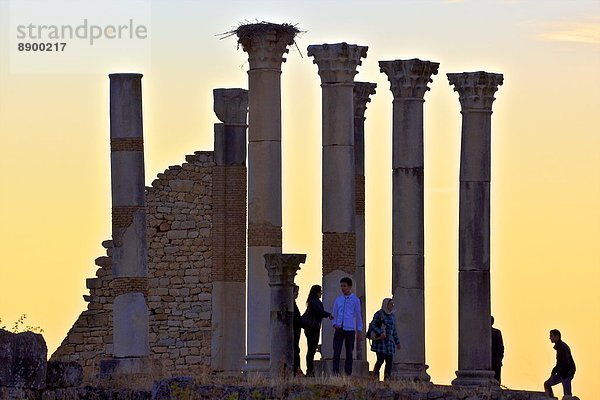 Nordafrika  Großstadt  Tourist  graben  gräbt  grabend  UNESCO-Welterbe  Afrika  Marokko  römisch  Volubilis