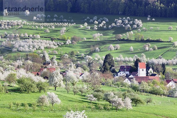 nahe  Europa  Tal  Kirsche  Blüte  Schwarzwald  Deutschland