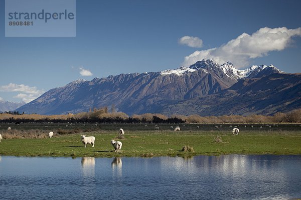 Pazifischer Ozean  Pazifik  Stiller Ozean  Großer Ozean  neuseeländische Südinsel  Glenorchy  Neuseeland  Queenstown