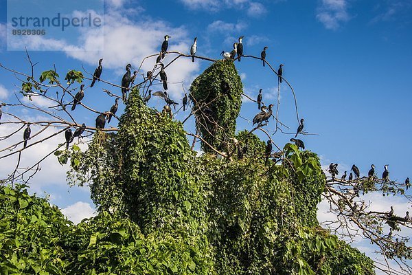 Ostafrika  sitzend  Baum  klein  weiß  Insel  Kormoran  Phalacrocorax carbo  Afrika  Uganda