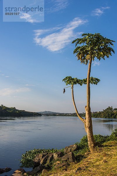 Ostafrika  Afrika  Uganda