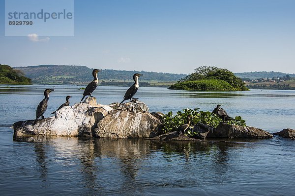 Ostafrika  sitzend  Baum  klein  weiß  Insel  Kormoran  Phalacrocorax carbo  Afrika  Uganda