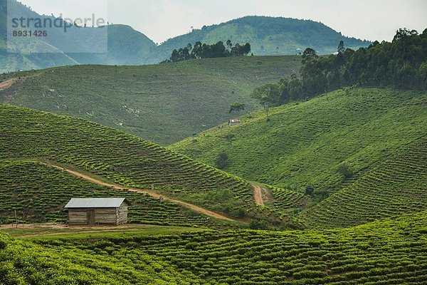 Ostafrika  Berg  Süden  Plantage  Afrika  Tee  Uganda