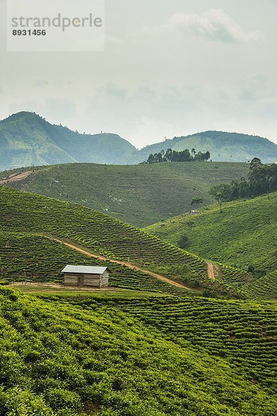 Ostafrika  Berg  Süden  Plantage  Afrika  Tee  Uganda