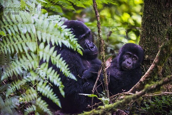 Ostafrika  Berg  Afrika  Gorilla  Uganda