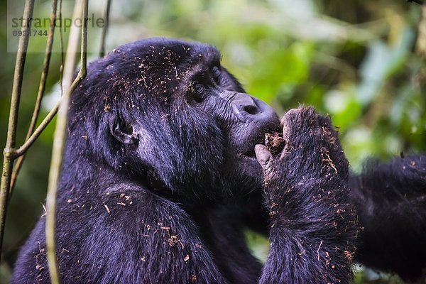 Ostafrika  Berg  Afrika  Gorilla  Uganda