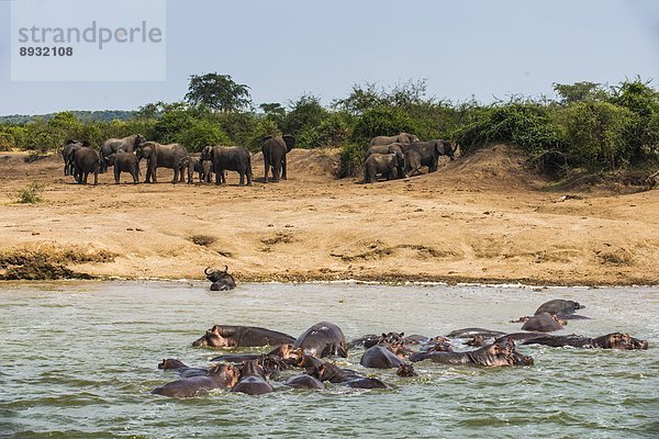 Ostafrika  stehend  Wasser  Flusspferd  Hippopotamus amphibius  baden  Elefant  Amphibie  Afrika  Uganda