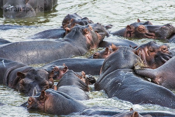 Ostafrika  Wasser  Flusspferd  Hippopotamus amphibius  baden  Amphibie  Afrika  Uganda