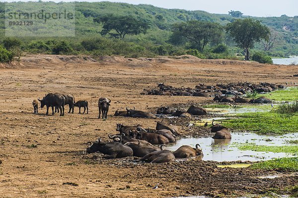 Ostafrika  Büffel  Bison  Afrika  Uganda