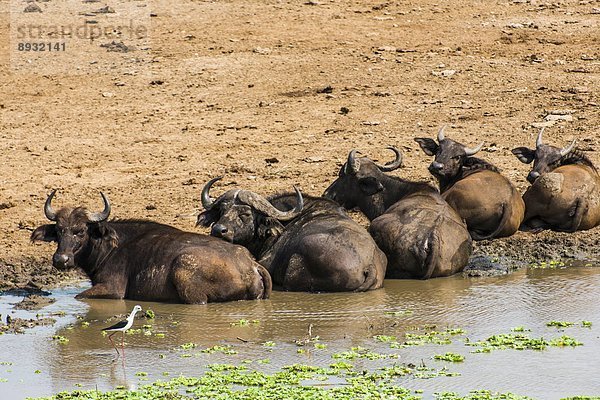 Ostafrika  Büffel  Bison  Afrika  Uganda