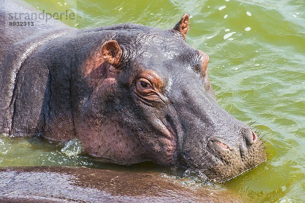 Ostafrika  Wasser  Flusspferd  Hippopotamus amphibius  baden  Amphibie  Afrika  Uganda