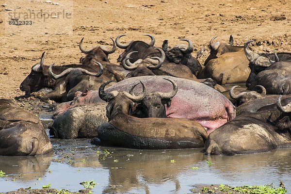 Ostafrika  Bison  Afrika  Uganda