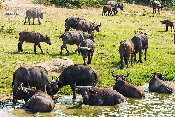 Ostafrika  Büffel  Bison  Afrika  Uganda