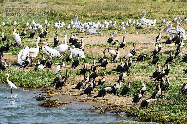 Vogel  Königin  Afrika  Uganda