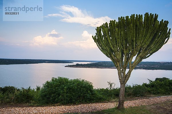 Ostafrika  Sonnenuntergang  Baum  über  See  Verbindung  Afrika  Kaktus  Uganda