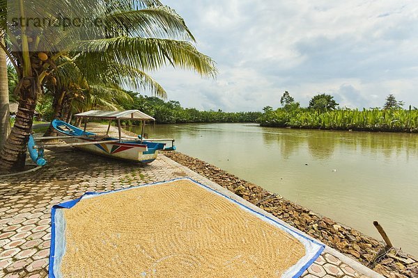 nahe  trocknen  Küste  Fluss  Reis  Reiskorn  Südostasien  Asien  Ortsteil  Indonesien  Java  Süden