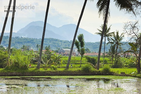 nahe  Ländliches Motiv  ländliche Motive  Baum  See  Zimmer  Südostasien  Asien  Indonesien  Java