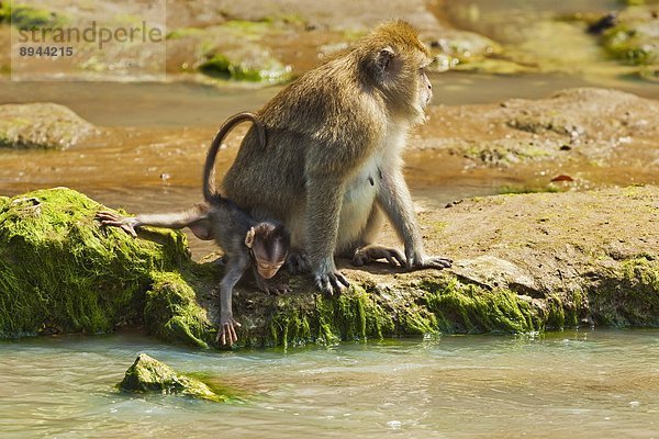 Fluss  lang  langes  langer  lange  Krabbe  Krebs  Krebse  essen  essend  isst  Südostasien  Schwanz  Tierschwanz  Asien  Baby  Indonesien  Java  Makak  Affe