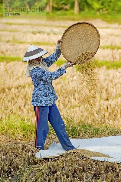 kegelförmig  Kegel  nahe  arbeiten  Hut  Bauernhof  Hof  Höfe  Feld  Reis  Reiskorn  Südostasien  Asien  Indonesien  Java