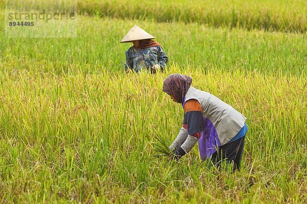 kegelförmig  Kegel  Ländliches Motiv  ländliche Motive  Frau  Feld  arbeiten  Hut  Schal  Reis  Reiskorn  Zimmer  Südostasien  Asien  Indonesien  Java  Westen