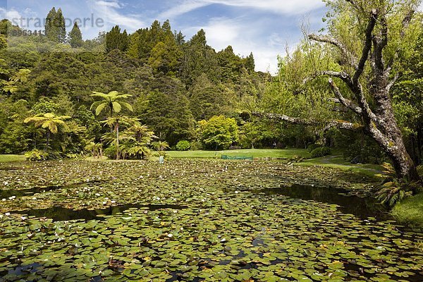 Wasser  Teich  Garten  Pazifischer Ozean  Pazifik  Stiller Ozean  Großer Ozean  neuseeländische Nordinsel  Lilie  Neuseeland