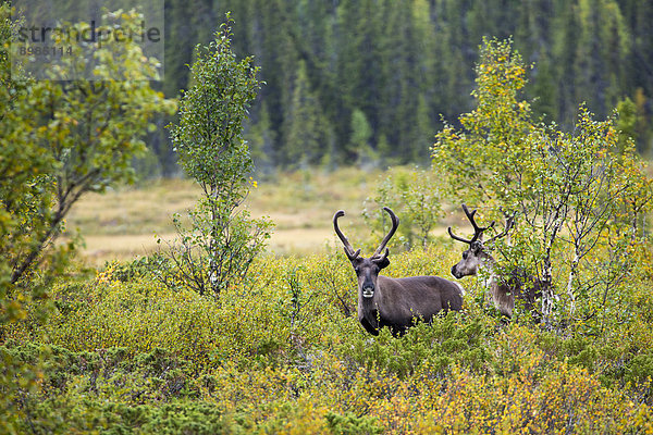 Rentiere  Nationalpark Sarek  Schweden  Europa