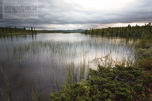 Nationalpark Sarek  Schweden  Europa