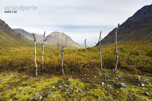 Nationalpark Sarek  Schweden  Europa