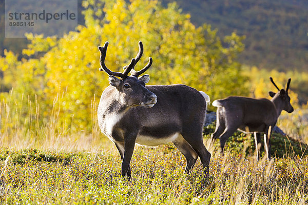 Rentiere  Nationalpark Sarek  Schweden  Europa