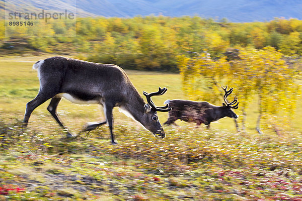 Rentiere  Nationalpark Sarek  Schweden  Europa