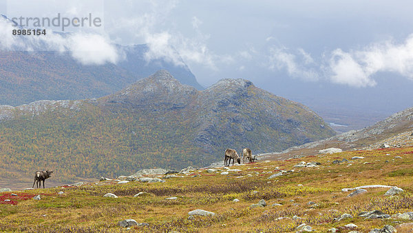 Rentiere  Nationalpark Sarek  Schweden  Europa