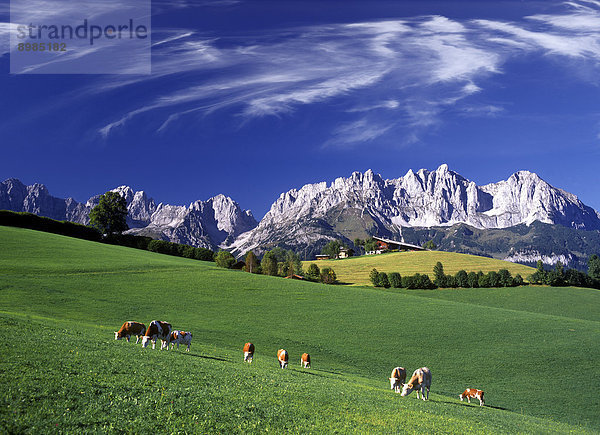 Kühe am Wilden Kaiser  Tirol  Österreich
