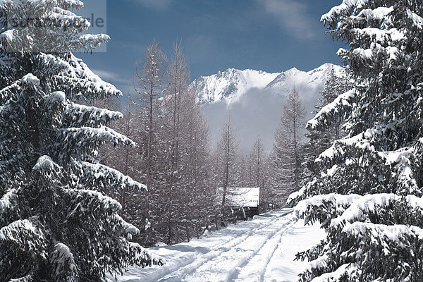 Winterlandschaft am Mieminger Plateau  Tirol  Österreich