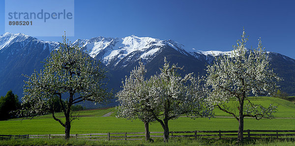 Frühling am Mieminger Plateau  Barwies  Tirol  Österreich