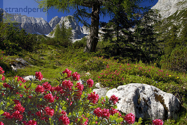 Blumen im Mieminger Gebirge  Tirol  Österreich