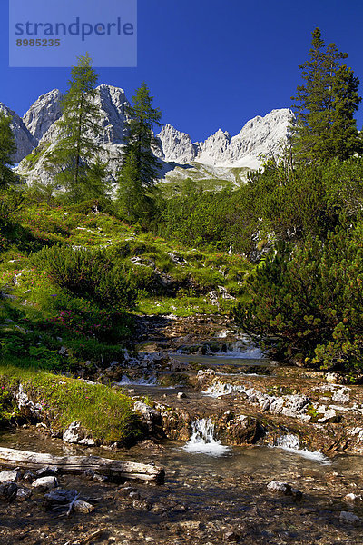 Bergbach im Mieminger Gebirge  Tirol  Österreich