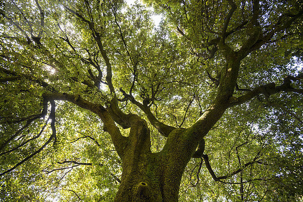 Uralte Steineiche (Quercus ilex)  Park der Villa Melzi  Bellagio  Provinz Como  Lombardei  Italien