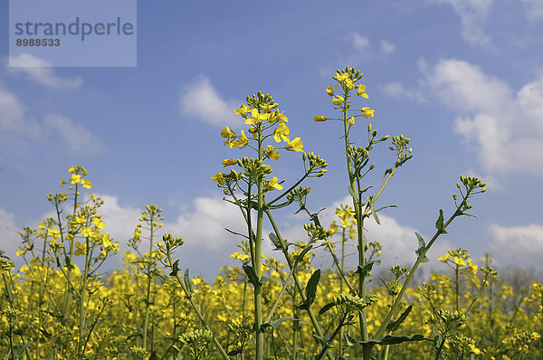 Blühender Raps (Brassica napus)  Schleswig-Holstein  Deutschland