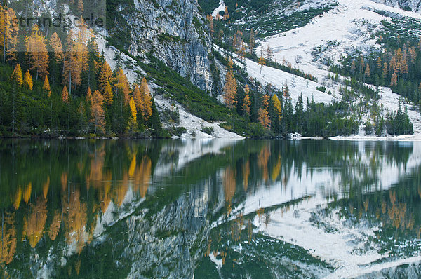 Herbstlich verfärbte Lärchen mit Spiegelung im Lago di Braies oder Pragser Wildsee  Dolomiten  Südtirol  Italien