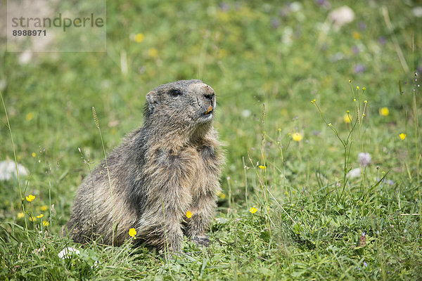 Alpenmurmeltier (Marmota marmota) auf Wiese  Dachstein  Bachlalm  Steiermark  Österreich