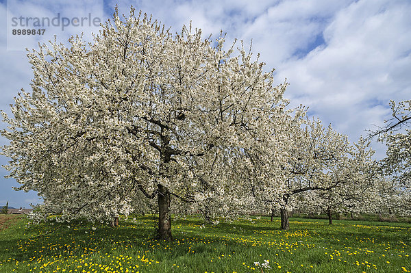 Blühende Kirschbäume (Prunus avium)  Nuschelberg  Mittelfranken  Bayern  Deutschland