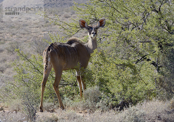 Großer Kudu (Tragelaphus strepsiceros)  Karoo Nature Reserve  Westkap  Südafrika