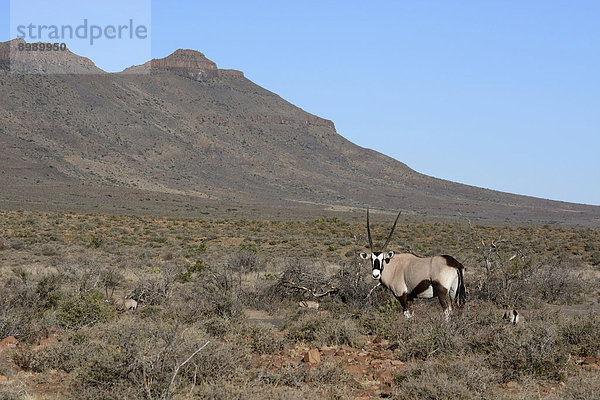 Spießbock (Oryx gazella)  Karoo Nature Reserve  Westkap  Südafrika
