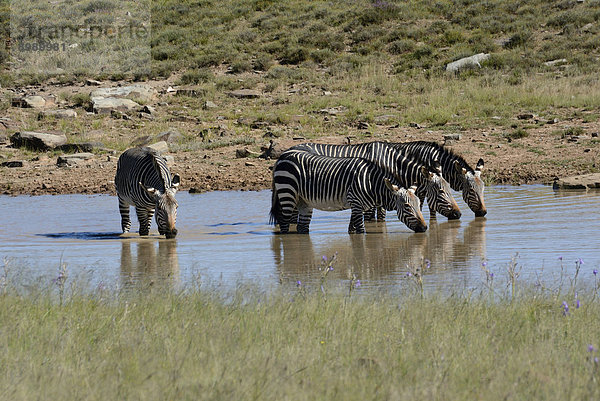 Kap-Bergzebras (Equus zebra zebra) an einem Wasserloch  Mountain-Zebra-Nationalpark  Ostkap  Südafrika