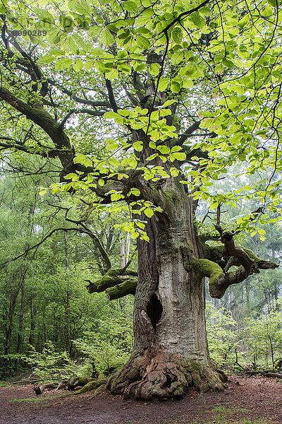 '''Kamineiche''  Stieleiche (Quercus robur) im Urwald Sababurg  Nordhessen  Hessen  Deutschland'
