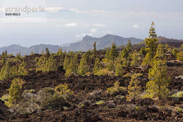 Vulkanlandschaft mit Kanaren-Kiefern (Pinus canariensis)  Teide-Nationalpark  UNESCO Weltnaturerbe  Teneriffa  Kanarische Inseln  Spanien