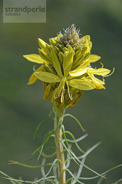 Junkerlilie (Asphodeline lutea)  Provinz Messina  Sizilien  Italien