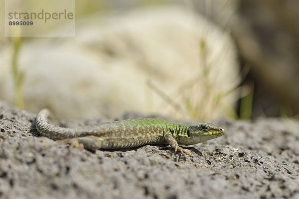 Ruineneidechse (Podarcis siculus)  Provinz Messina  Sizilien  Italien