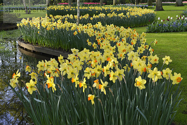 Narzissen (Narcissus-Hybriden) im Keukenhof  Lisse  Südholland  Niederlande