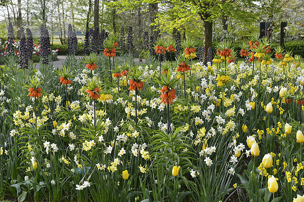 Narzissen (Narcissus-Hybriden) und Kaiserkronen (Fritillaria imperialis) im Keukenhof  Lisse  Südholland  Niederlande